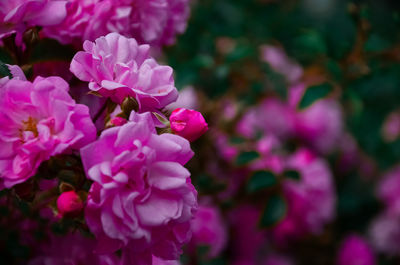 Close-up of pink flowering plant