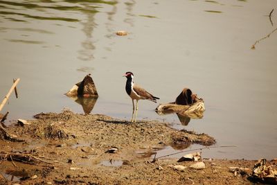 Red wattled lapwing on lake