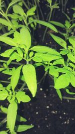 Close-up of green leaves on plant