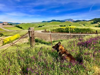 Scenic view of grassy field against sky