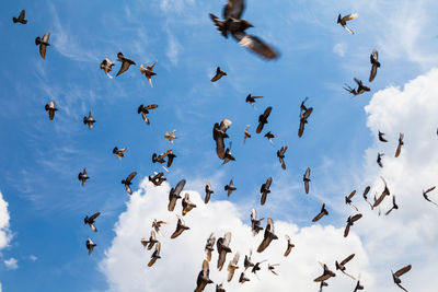 Low angle view of birds flying against sky