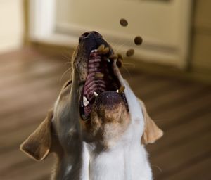 Close-up of a dog catching a treat. 