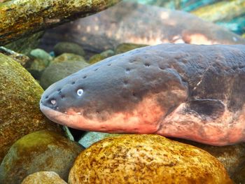 Close-up of fish underwater