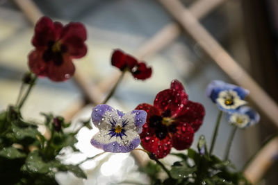 Close-up of red flower