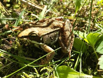 Close-up of frog on field