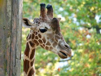 Close-up of giraffe in zoo