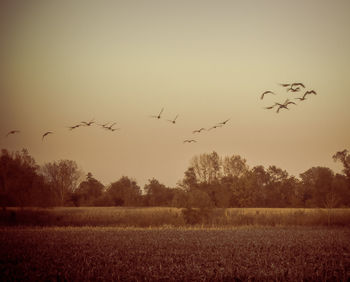 Flock of birds flying over field