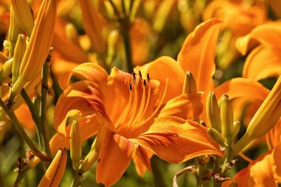 Close-up of orange flowering plant