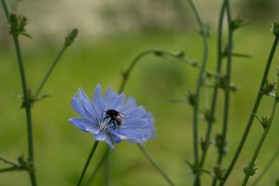 Close-up of insect on purple flower