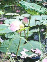 Close-up of lotus water lily