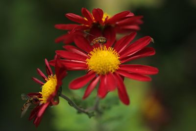 Close-up of red flower