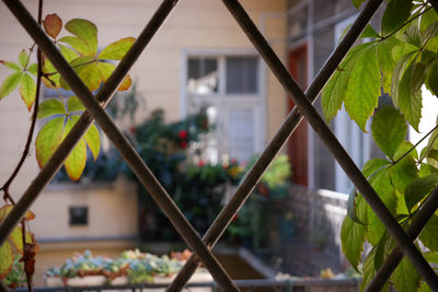 Plants growing on house