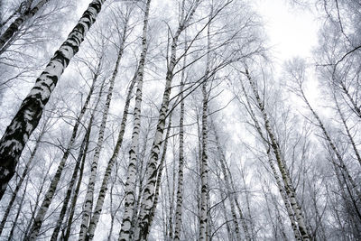 Low angle view of bare trees in forest during winter