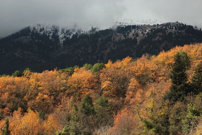 Scenic view of forest against sky during autumn