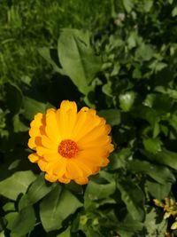 Close-up of yellow flower blooming outdoors