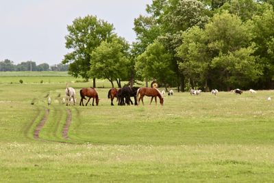 Horses in a field