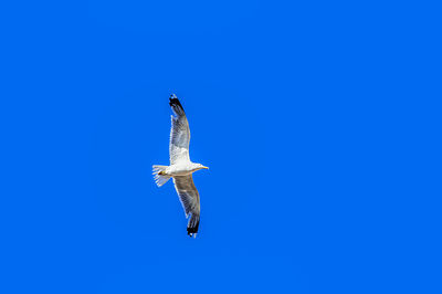 Low angle view of seagull flying in sky