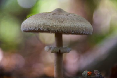 Close-up of mushroom growing outdoors