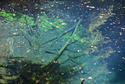 High angle view of leaves in lake