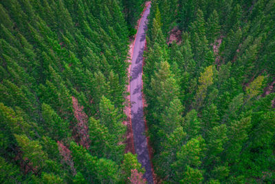 High angle view of pine trees in forest