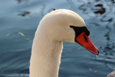 Close-up of swan swimming in lake