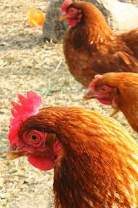 Close-up of rooster