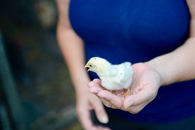 Close-up of hand holding bird