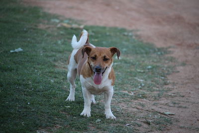 Portrait of dog standing on grass