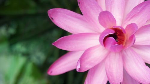 Close-up of pink flower
