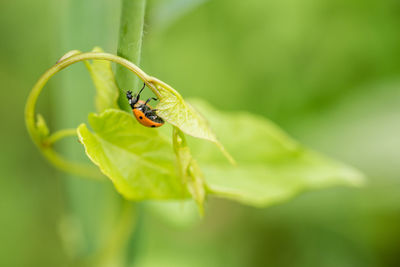 Close-up of insect on leaf