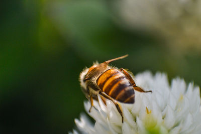 Close-up of bee pollinating on flower