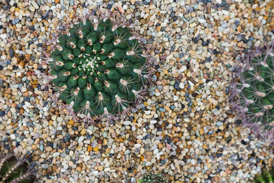 Close-up of cactus plant