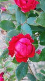 Close-up of rose plant