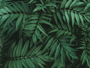 Full frame shot of green leaves