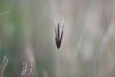 Close-up of stalks on field against blurred background