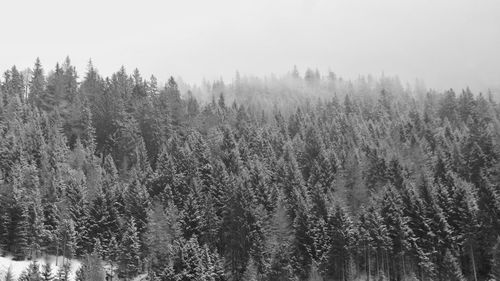 Panoramic view of trees in forest against sky