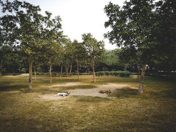 View of trees on field against sky