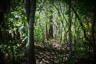 Bamboo trees in forest