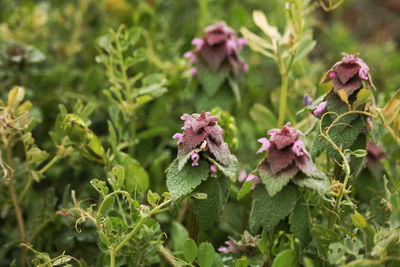 Close-up of plant