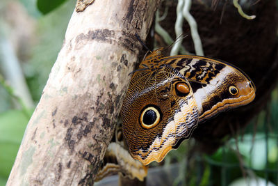 Close-up of bird on tree trunk