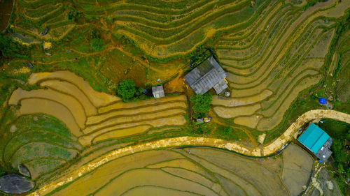 Scenic view of rice paddy