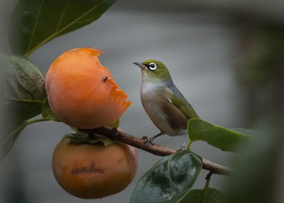 Close-up of bird perching on plant