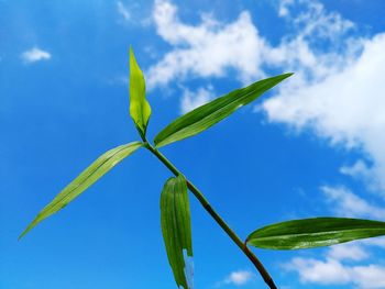 Low angle view of flowering plant against blue sky