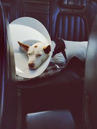 Dog after surgery on the backseat 