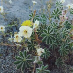 Close-up of flowers blooming outdoors