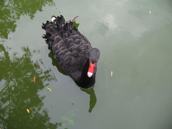 High angle view of swan swimming on lake