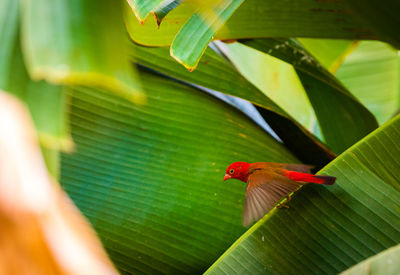 Close-up of a bird