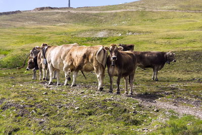 Cows standing in a field