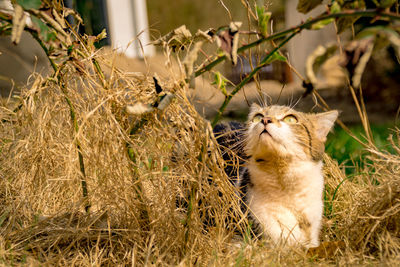 Cat in a field