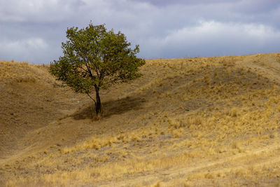 Trees on field against sky